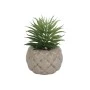 DECO ARTIFICIAL PLANT PETRA WITH CEMENT BASE 11cm