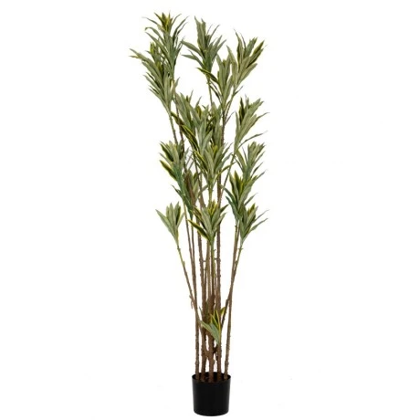 DRACENA TREE 200CM WITH UV AND FIRE PROTECTION