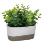 GRASS IN CERAMIC POT 14X7X19CM
