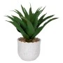 ALOE IN CERAMIC POT 28X22 12X10CM