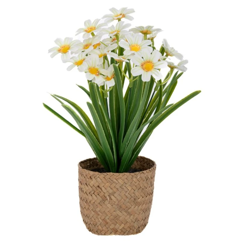 YELLOW DAISY 28CM IN SEAGRASS POT 11X10CM