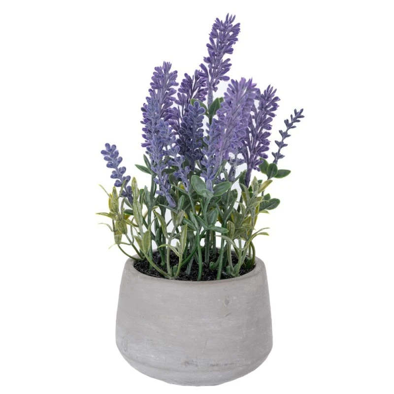 LAVENDER 24CM IN CEMENT POT 10X8CM