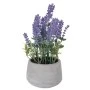 LAVENDER 24CM IN CEMENT POT 10X8CM