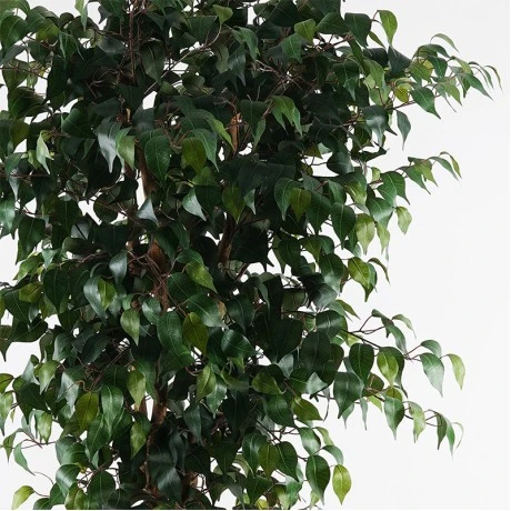Decorative plant in pot Banyan Inart green D95x180cm