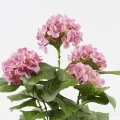 Διακοσμητικό φυτό σε γλάστρα Hydrangea Inart ροζ Φ35x50εκ