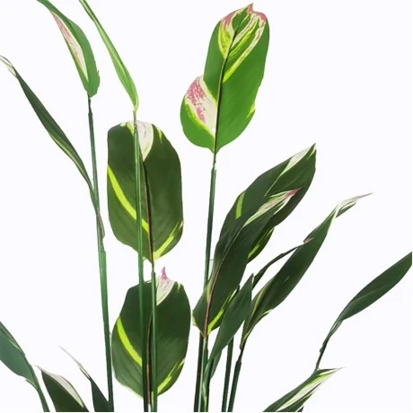 Ornamental plant in pot Lucky I Inart green D80x210cm