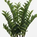 Διακοσμητικό φυτό σε γλάστρα Zamia Inart πράσινο Φ52x88εκ